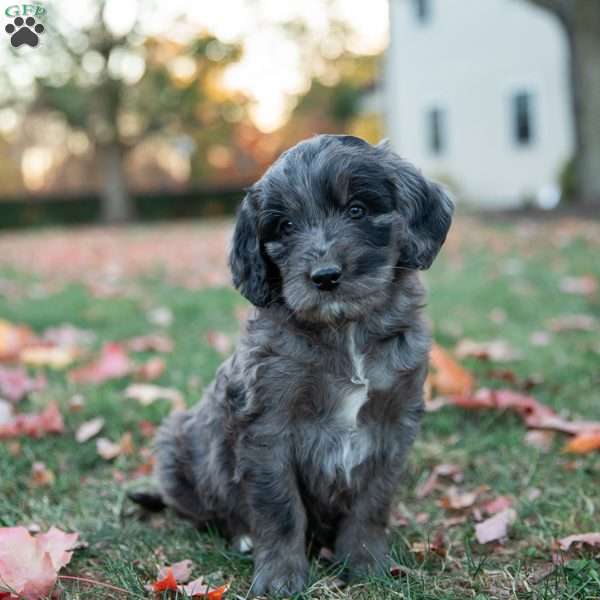 Peachey, Mini Goldendoodle Puppy